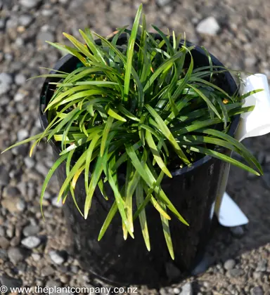 Ophiopogon japonicus nana for sale at The Plant Company nursery.