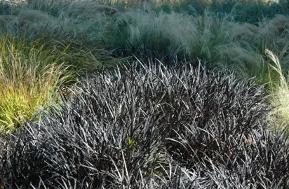 Ophiopogon planiscapus nigrescens (Black Mondo) grass plants as a mass planting with other grasses.