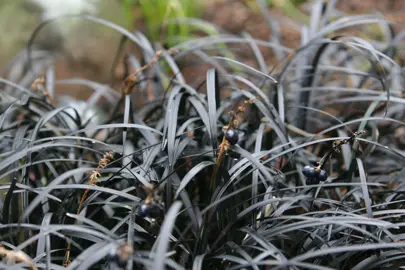 Ophiopogon planiscapus nigrescens (Black Mondo) plants with lush, black foliage.