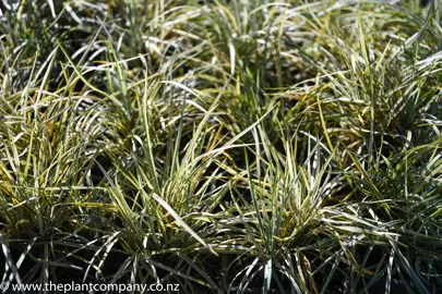 ophiopogon-japonicus-silver-mist-1