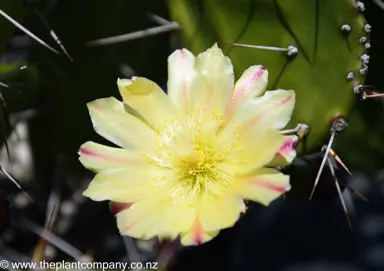 opuntia-monacantha--2