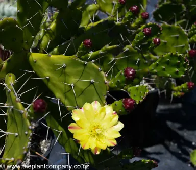 opuntia-monacantha--4