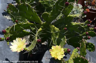 opuntia-monacantha--6