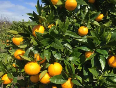 Orange Franklin Navel fruit on a tree.