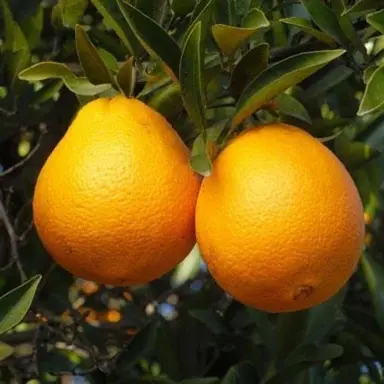 Orange Lue Gim Gong orange fruit.