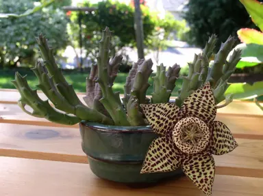 Orbea variegata plant in a pot with a stunning purple and cream spotted flower.