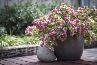 Origanum 'Bellissimo' growing in a pot.