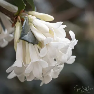 A cluster of beautiful Osmanthus delavayi white flowers.