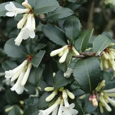 osmanthus-pearly-gates-