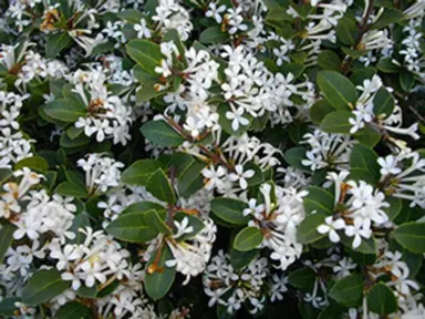 osmanthus-pearly-gates-1