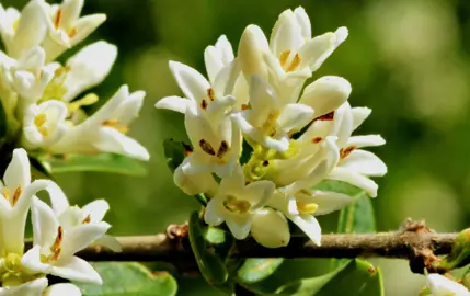 Osmanthus fragrans stem with elegant white flowers.