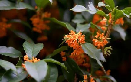 Osmanthus fragrans aurantiacus orange flowers amist lush, green foliage.