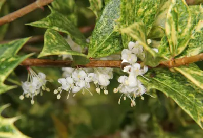 osmanthus-goshiki-3