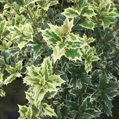 osmanthus-variegatus-3