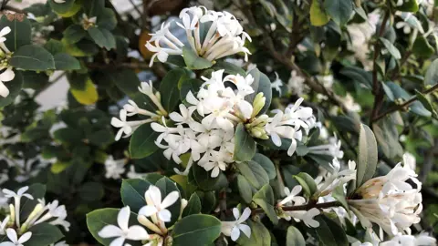 Osmanthus 'Pearly Gates' plant with masses of white flowers against dark green foliage.