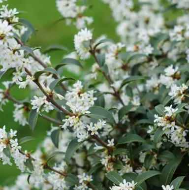 osmanthus-burkwoodii-1