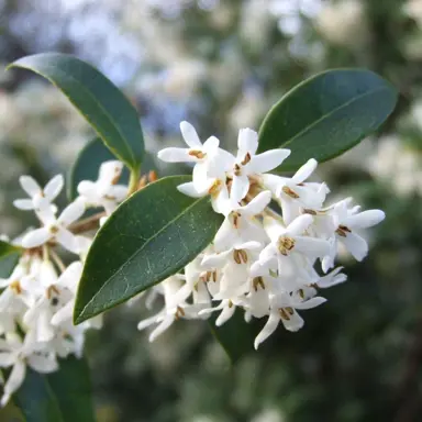 osmanthus-burkwoodii-3