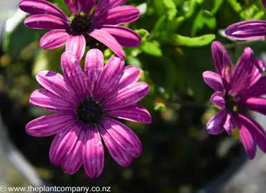 osteospermum-asti-purple--1