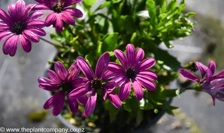 osteospermum-asti-purple--2