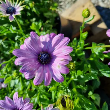 osteospermum-margarita--1