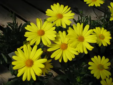 Osteospermum 'Voltage Yellow' stunning yellow flowers with green foliage.