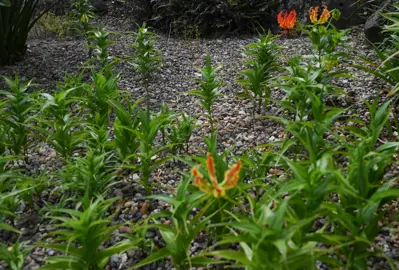 Oxalis eckloniana flowers and foliage.