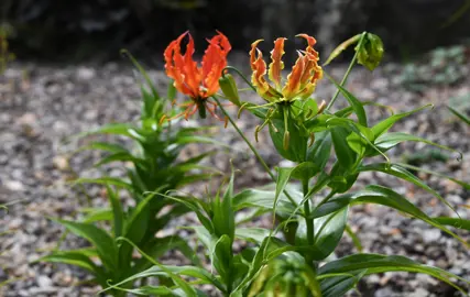 Oxalis eckloniana growing in a garden with green foliage and orange flowers.