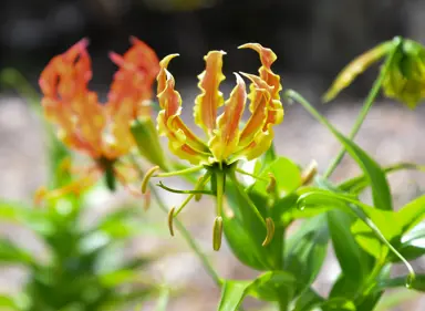 Oxalis eckloniana orange and yellow flowers.