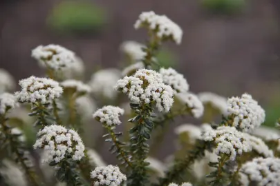 Ozothamnus leptophyllus plant with white flowers and small, dark green leaves.