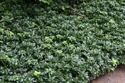 pachysandra-green-sheen--1