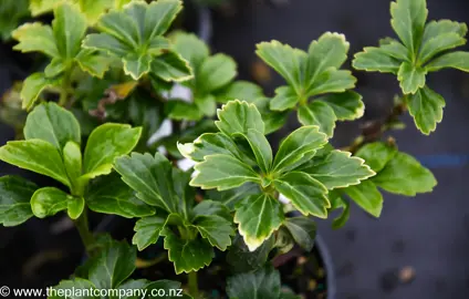 pachysandra-green-sheen-