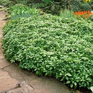 pachysandra-terminalis-1