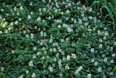 pachysandra-terminalis-3