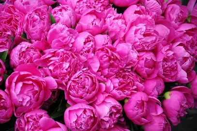 peony-rome-1
