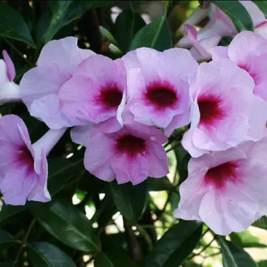 pandorea-jasminoides-deep-pink-1