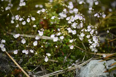 Parahebe lyallii small shrub with white and pink flowers.
