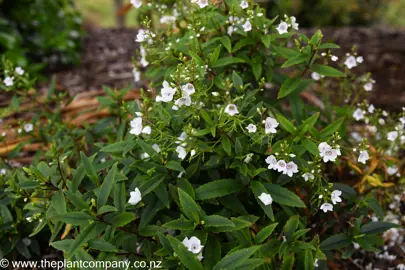 White flowers adorn the small shrub Parahebe Snowcap.