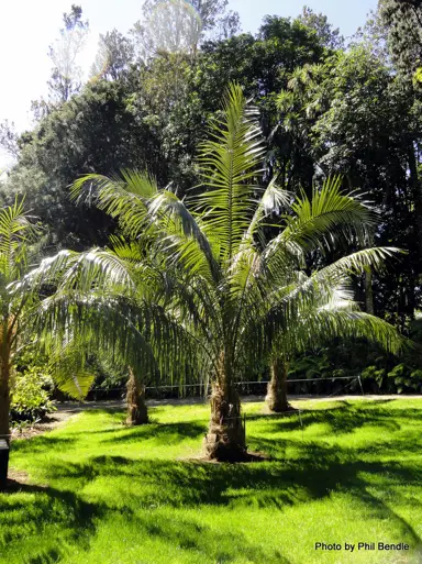 parajubaea-cocoides-