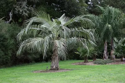 parajubaea-cocoides-2