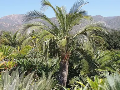 parajubaea-cocoides-4