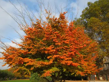 A Parrotia persica (Persian Ironwood) specimen tree with colourful, orange foliage in autumn.