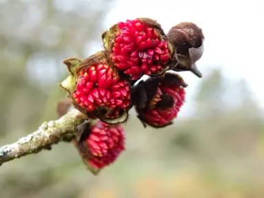 A close-up image of Parrotia persica red flowers in late winter.