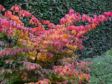 A Parrotia persica 'Pendula' specimen tree in autumn with highly colourful foliage.