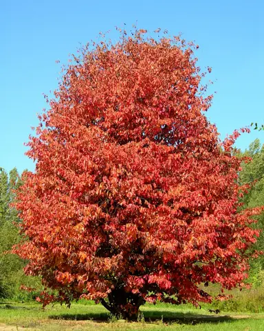 parrotia-persica-1