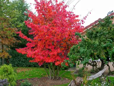 parrotia-persica-5