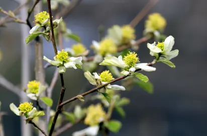 Parrotiopsis jacquemontiana flowers with cream-coloured petals and masses of yellow stamens.