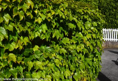 Parthenocissus tricuspidata with lush green foliage growing on a wall.