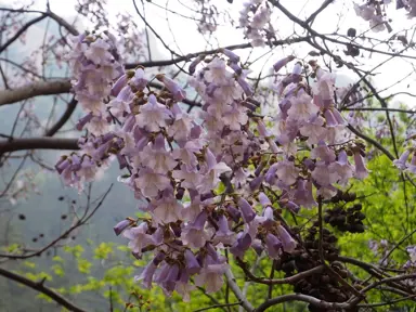 paulownia-tomentosa-2