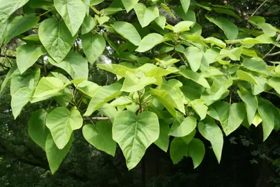 paulownia-tomentosa-3