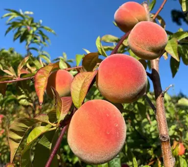 Peach 'Sweet Perfection' blush red fruit on a tree.